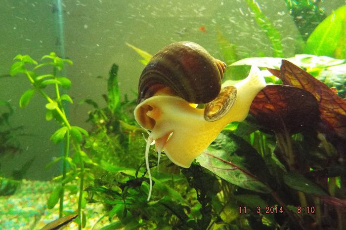 DSCF3503 - Pomacea land