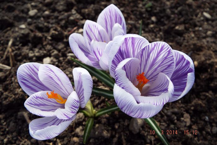 DSCF3278 - flori 2014