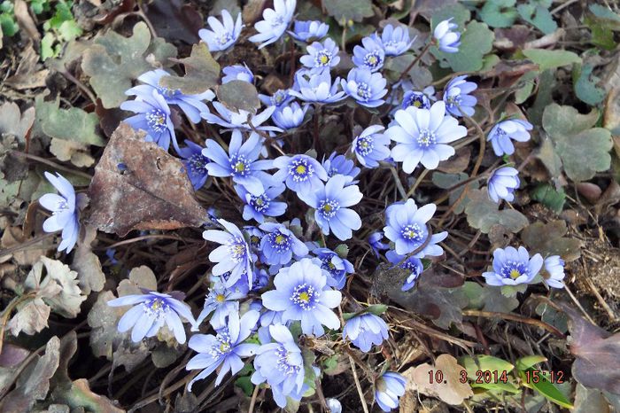 DSCF3280 - flori 2014