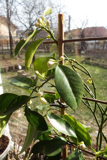 DSCF3299 - flori 2014