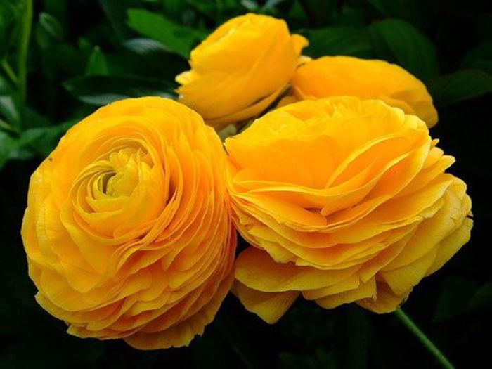 11702_362576243846957_1439642437_n - Ranunculus