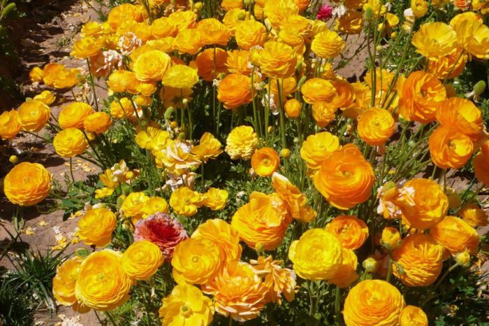 228293_308793839225198_212187231_n - Ranunculus