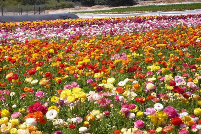 526690_308728632565052_1119366883_n