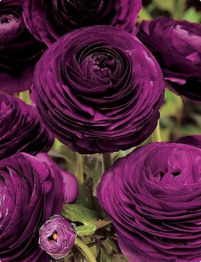 535662_340141132757135_770012867_n - Ranunculus