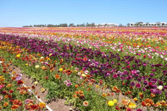 556845_308728949231687_113531047_n