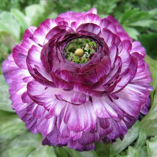 734562_349284435176138_1569962969_n