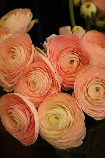 954831_382558038515444_438857526_n - Ranunculus