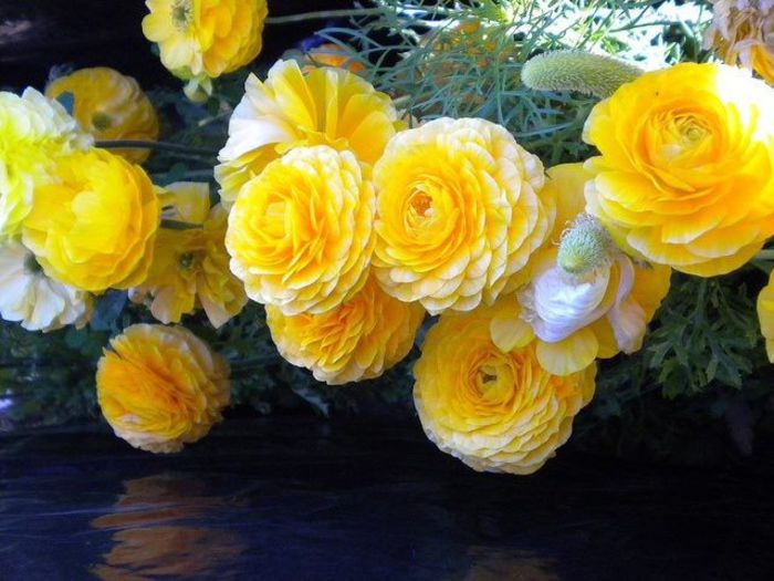 969967_383442081760373_1886567828_n - Ranunculus