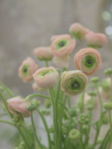 1795586_484395531665027_2076536419_n - Ranunculus