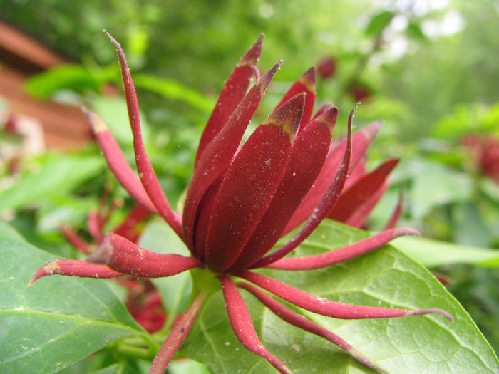 Calycanthus_floridus_50