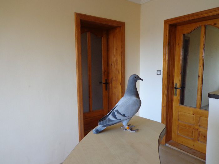 CAPELLE MARC FEM 2014