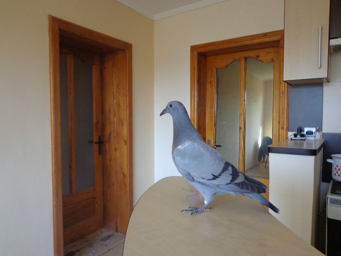 CAPELLE MARC FEM 2014