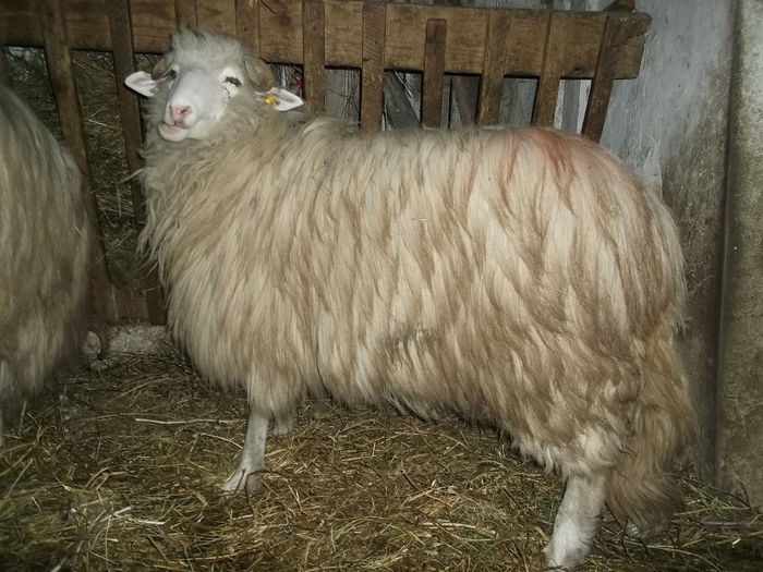 Picture 1513 - Balele anoastre