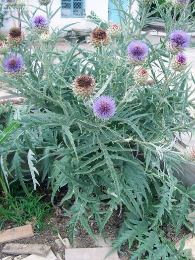 Anghinarea; (Cynara cardunculus)originara din regiunea mediteraneeana
