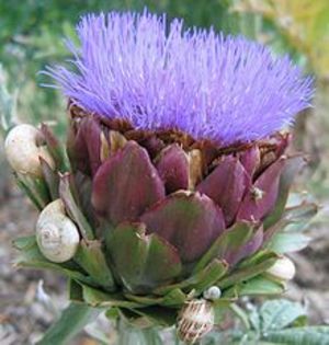 Anghinarea-floare; (Cynara cardunculus)petalele florii sint albastru-violacee
