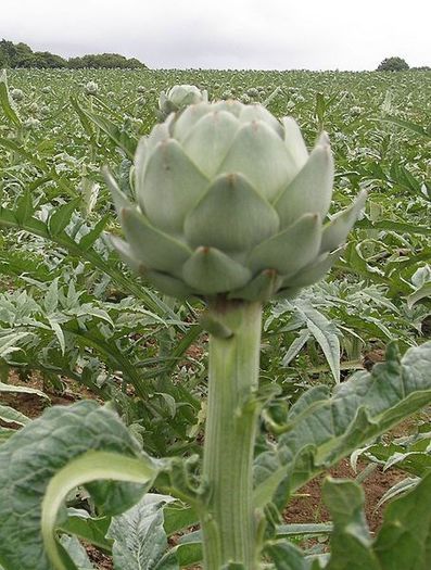 Anghinarea-receptacul si sepale; (Cynara cardunculus)se consuma receptacolul ingrosat al florii si sepalele
