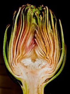 Anghinarea-floare sectionata; (Cynara cardunculus)
