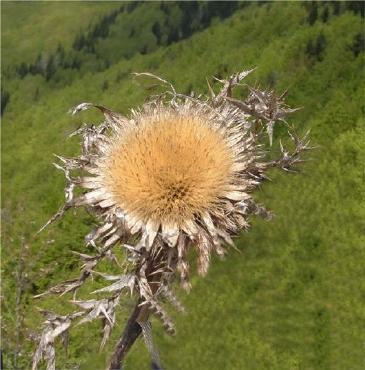 Anghinarea-floare uscata; (Cynara cardunculus)semintele sint luate de vint,la fel ca la papadie
