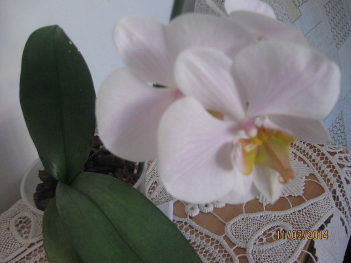 IMG_5651 - Phalaenopsis