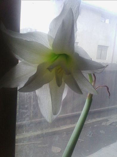 white nimph 11.3.2014 - amaryllis2014