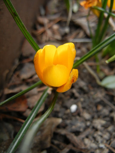 Crocus Gipsy Girl (2014, March 11)