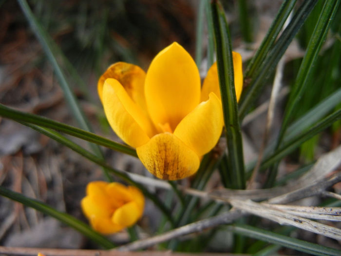 Crocus Gipsy Girl (2014, March 11)