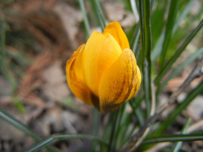 Crocus Gipsy Girl (2014, March 11)