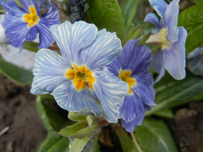 Primula Zebra Blue (2014, March 11)
