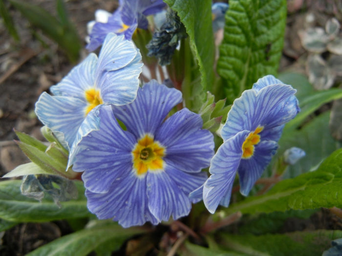 Primula Zebra Blue (2014, March 11)