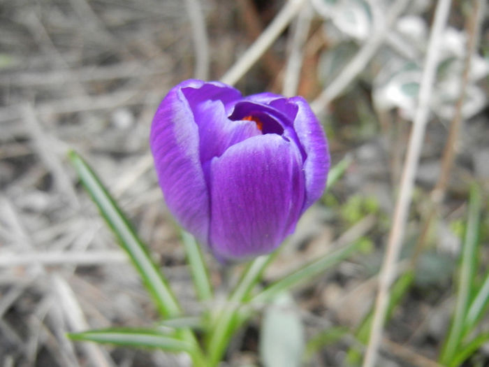 Crocus Remembrance (2014, March 11)