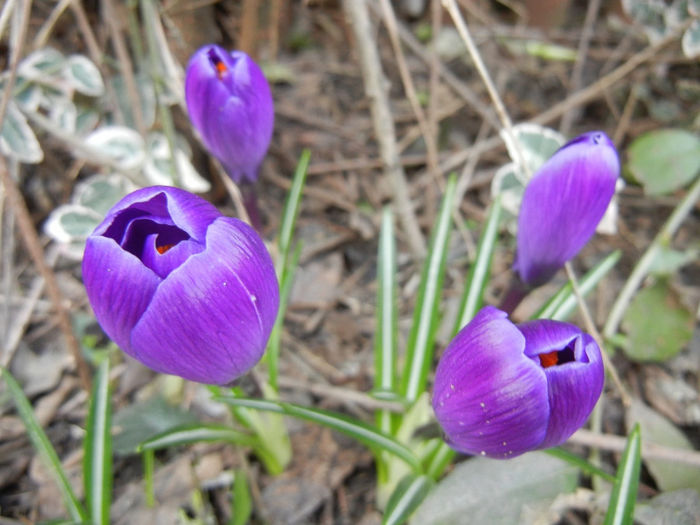 Crocus Remembrance (2014, March 11)