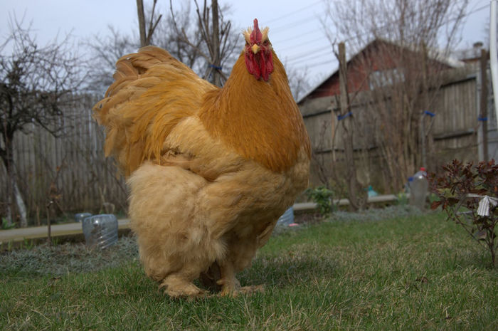  - COCHINCHINA GALBEN