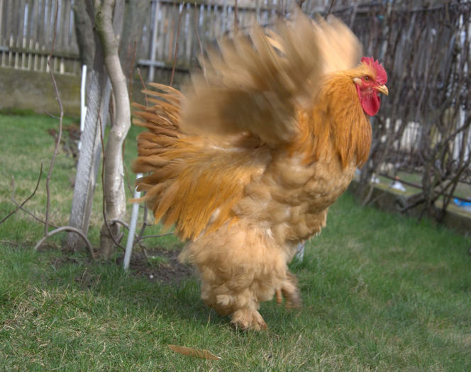  - COCHINCHINA GALBEN