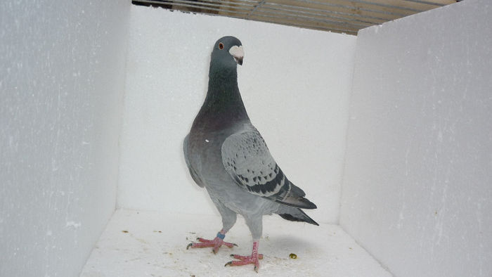 F1 - Voiajori Germani Poze