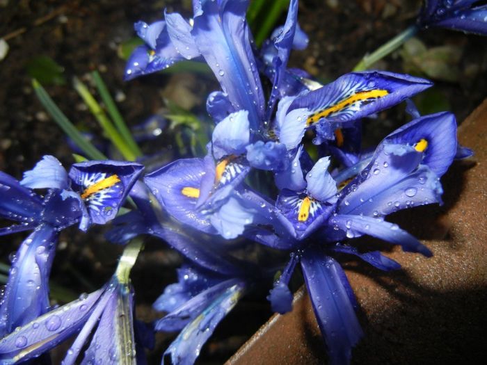 Iris reticulata Blue (2014, March 08) - Iris reticulata Blue