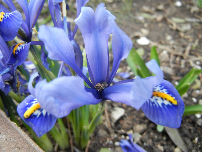 Iris reticulata Blue (2014, March 11) Iris reticulata Blue (2014, March 11)