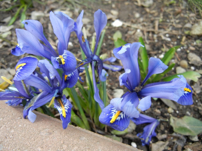 Iris reticulata Blue (2014, March 11) - Iris reticulata Blue