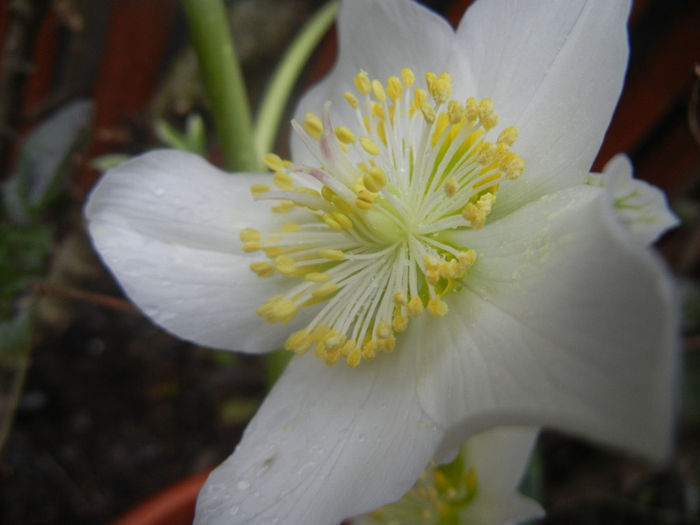 Helleborus Niger (2014, March 08) - HELLEBORUS Niger