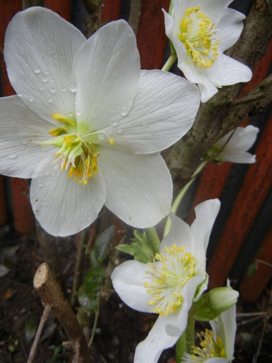 Helleborus Niger (2014, March 08)