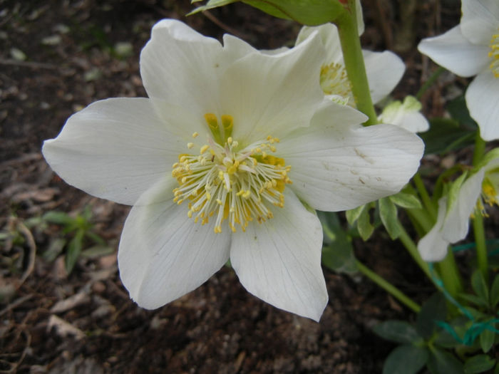 Helleborus Niger (2014, March 11)