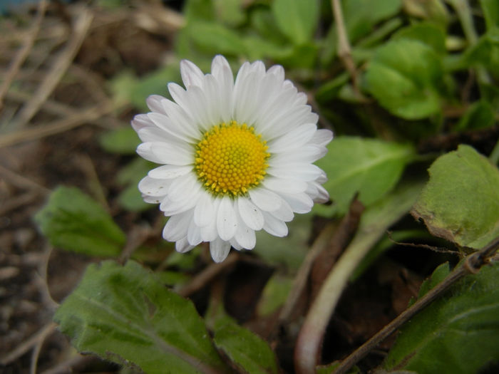 Bellis perennis (2014, March 11) - BELLIS Perennis
