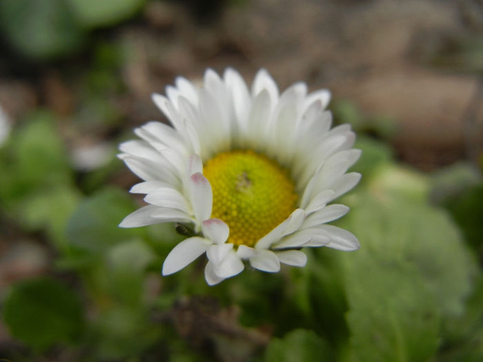 Bellis perennis (2014, March 11) - BELLIS Perennis