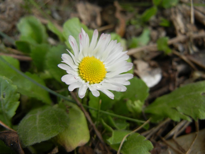 Bellis perennis (2014, March 11) - BELLIS Perennis
