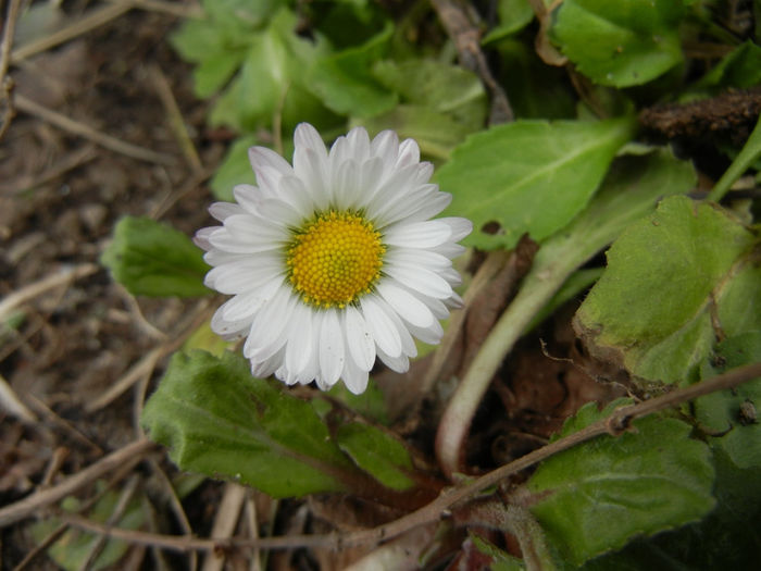 Bellis perennis (2014, March 11) - BELLIS Perennis