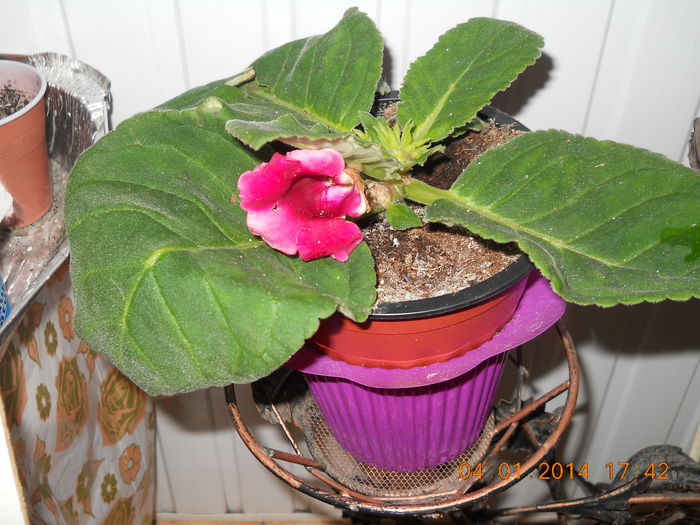 gloxinia - ACHIZITII 2014