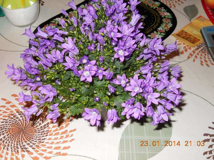 Campanula