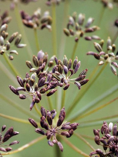 marar-fructe coapte; (Anethum graveolens)
