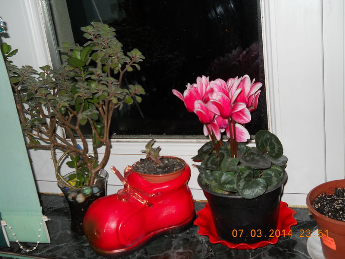 Cyclamen - ACHIZITII 2014