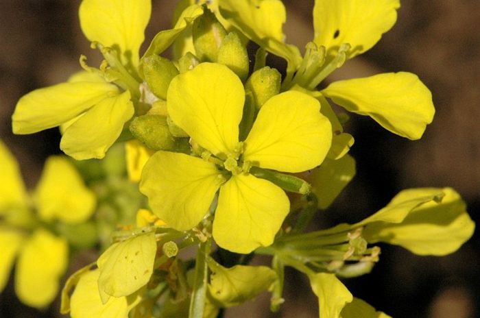 mustar alb-inflorescenta; (Sinapis alba)
