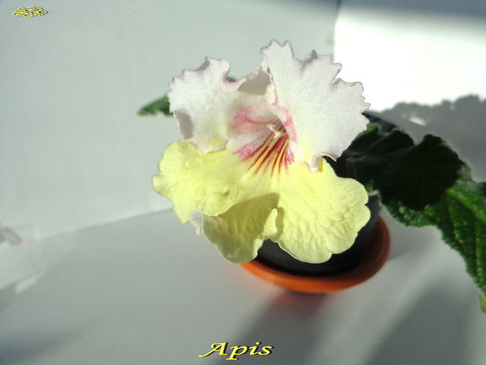 Apis (12-03-2014) - Streptocarpusi 2014